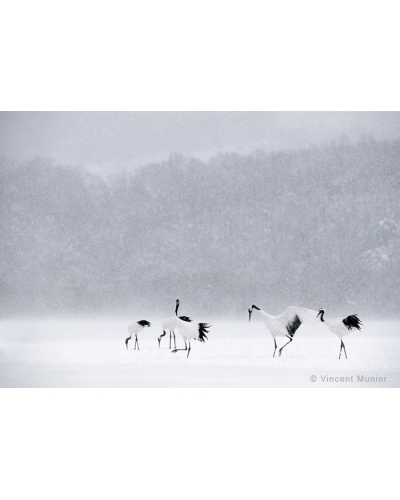 VMBN102 Red crowned cranes