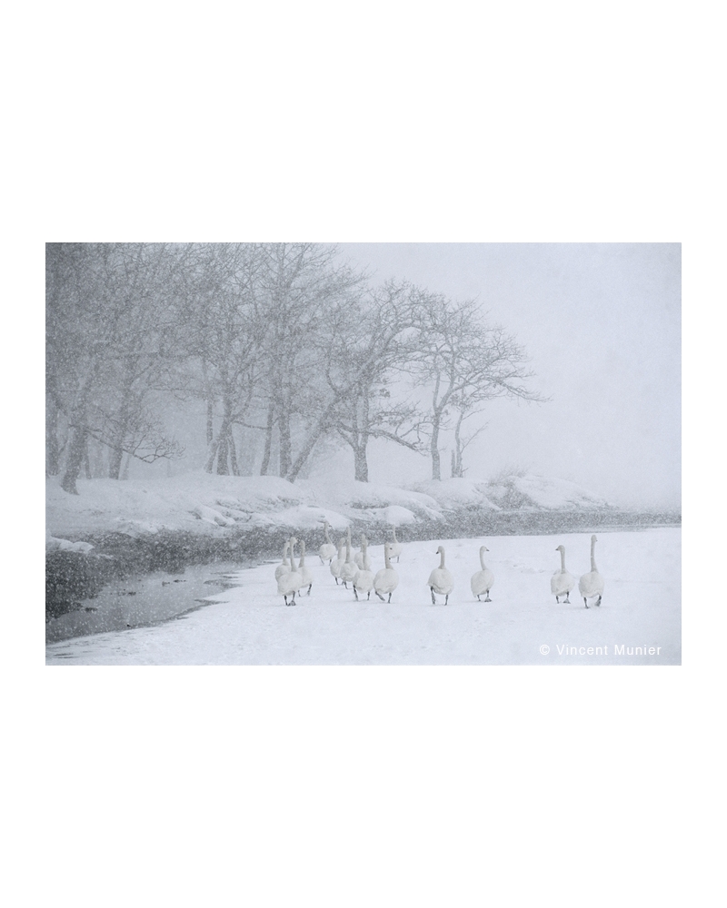 VMBN39 Whooper swans