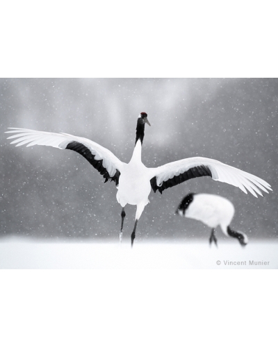 VMHO5 Red crowned cranes