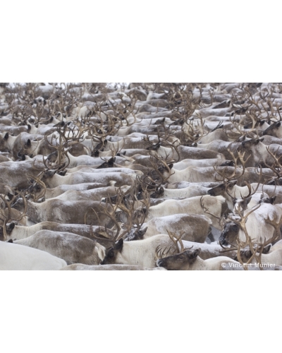 VMKA948 Reindeer herd