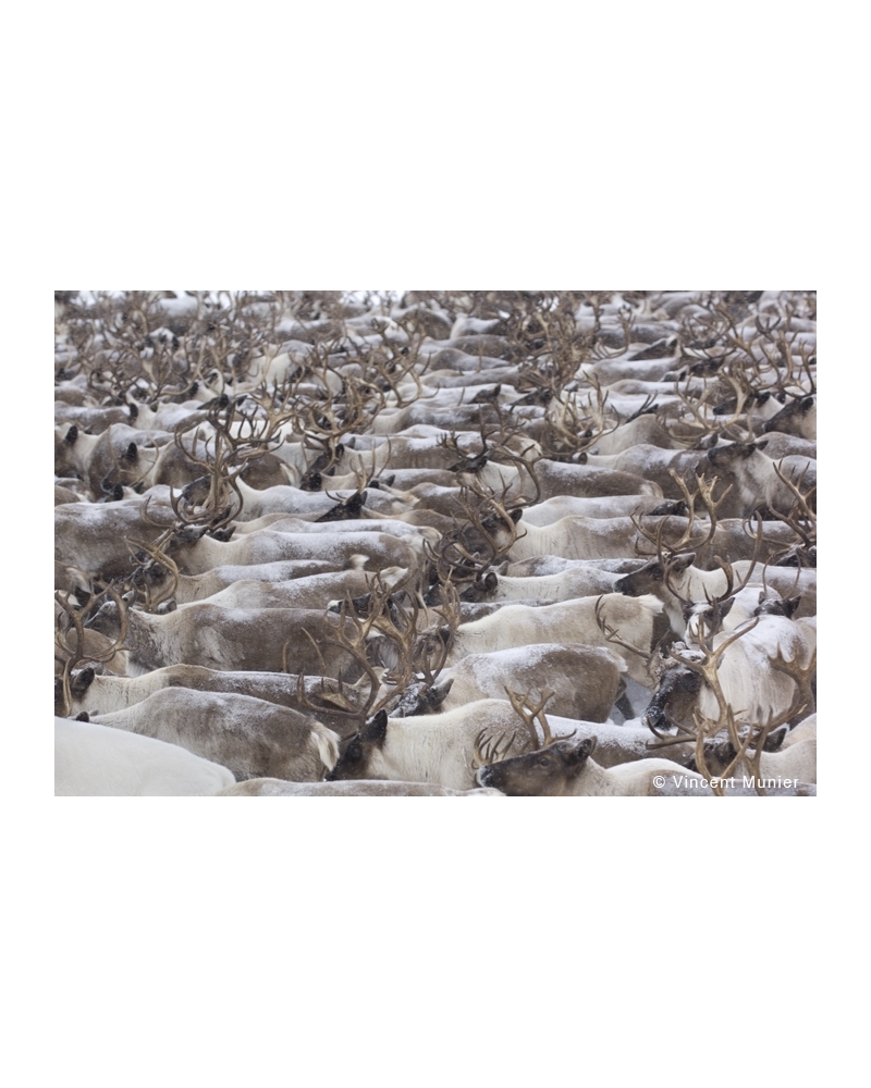 VMKA948 Reindeer herd