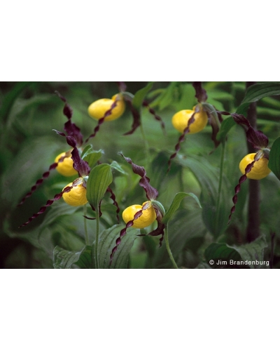 NW704 Large yellow ladyslipper orchids