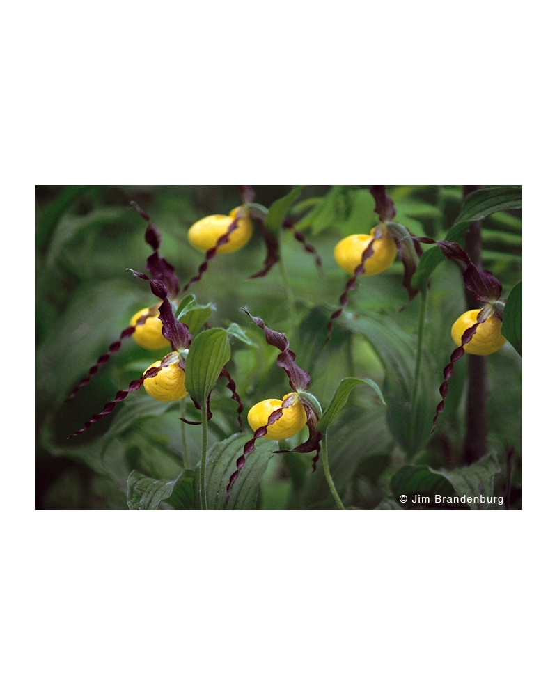 NW704 Large yellow ladyslipper orchids