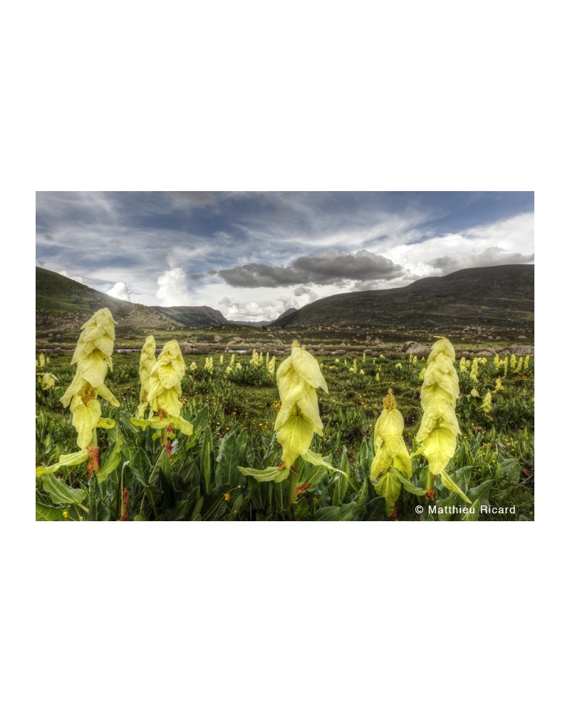 MR3809 Rhubarbes sauvages