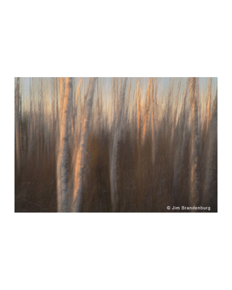 NW707 Blurred birches