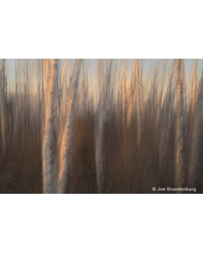 NW707 Blurred birches