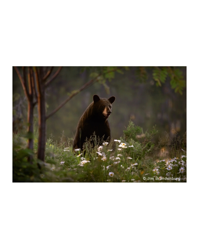 NW708 Black bear in flowers