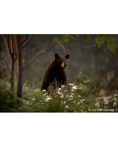 NW708 Black bear in flowers