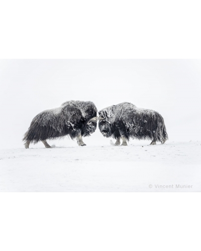 VMAR49 Muskoxen