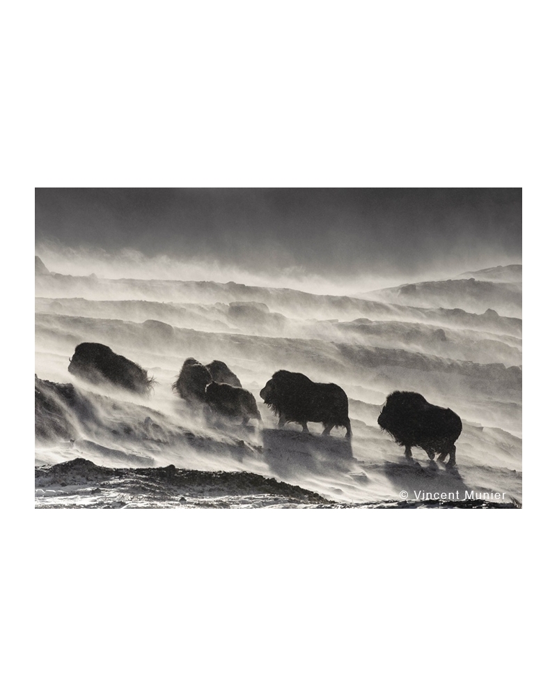 VMAR91 Muskoxen