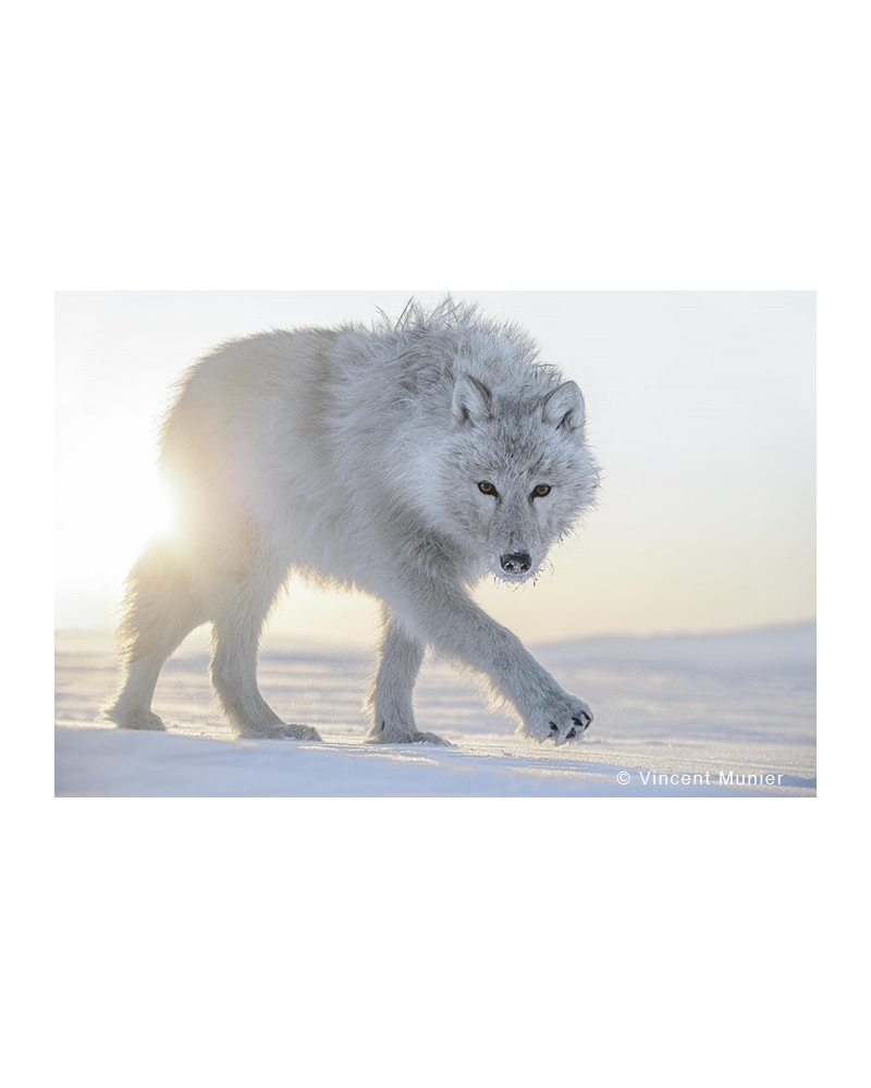 VMAR98 White wolf