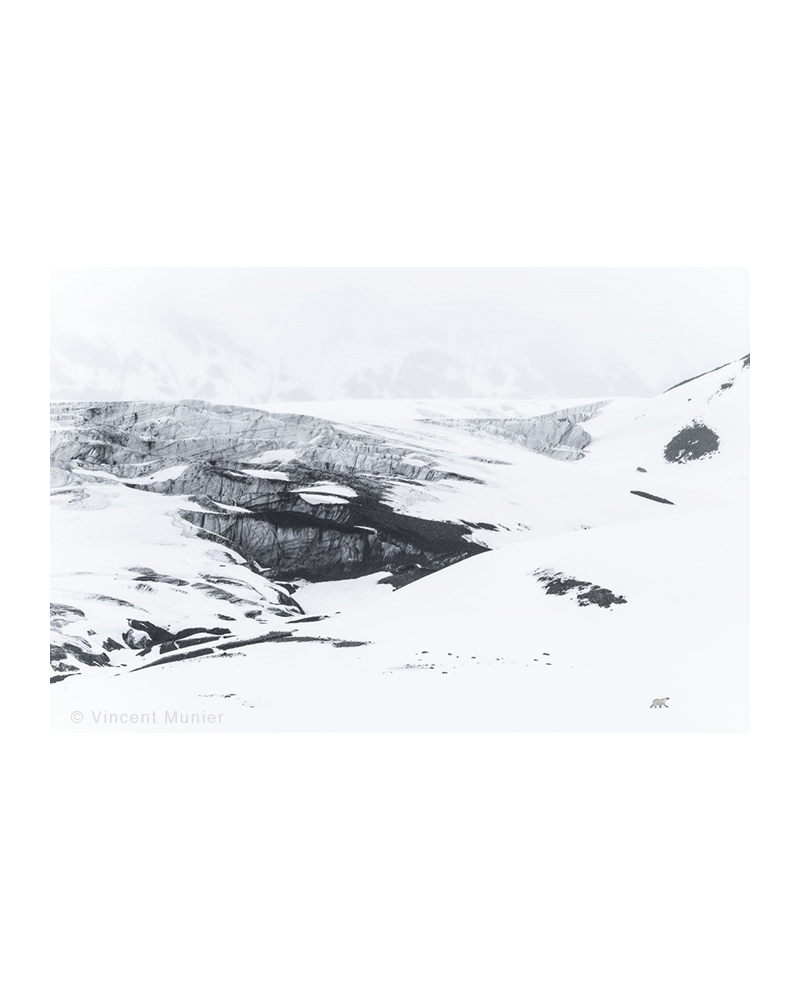 VMAR168 Ours polaire