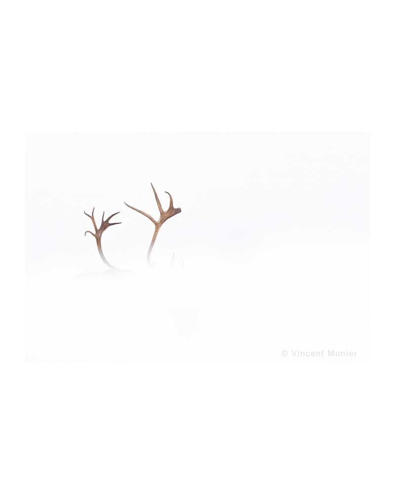 VMAR19 Reindeer antlers