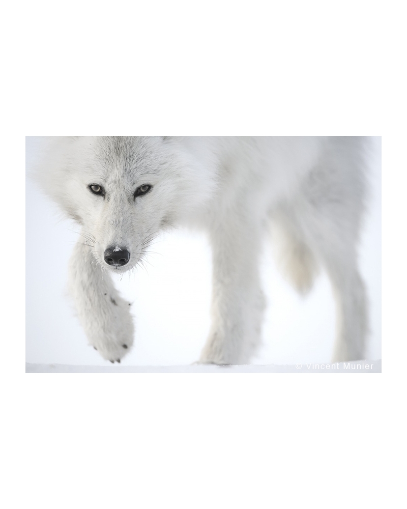 VMEL White wolf facing close-up