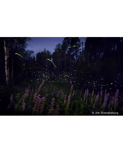 NW711 Fireflies