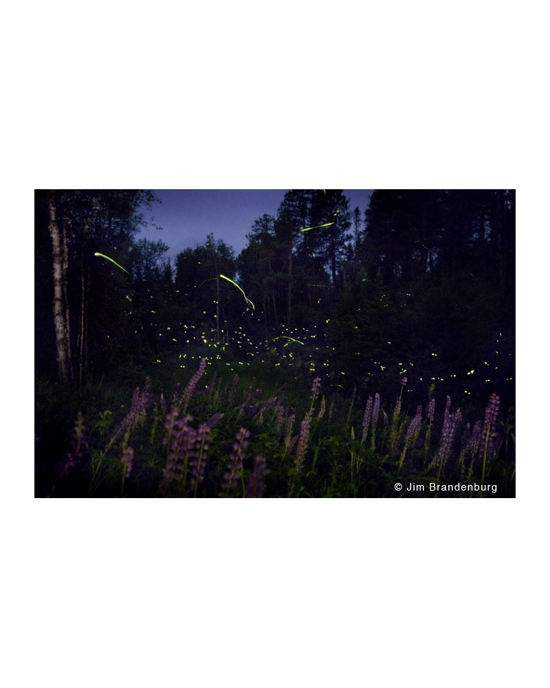 NW711 Fireflies