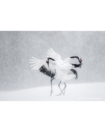 VMHO Red crowned cranes courtship