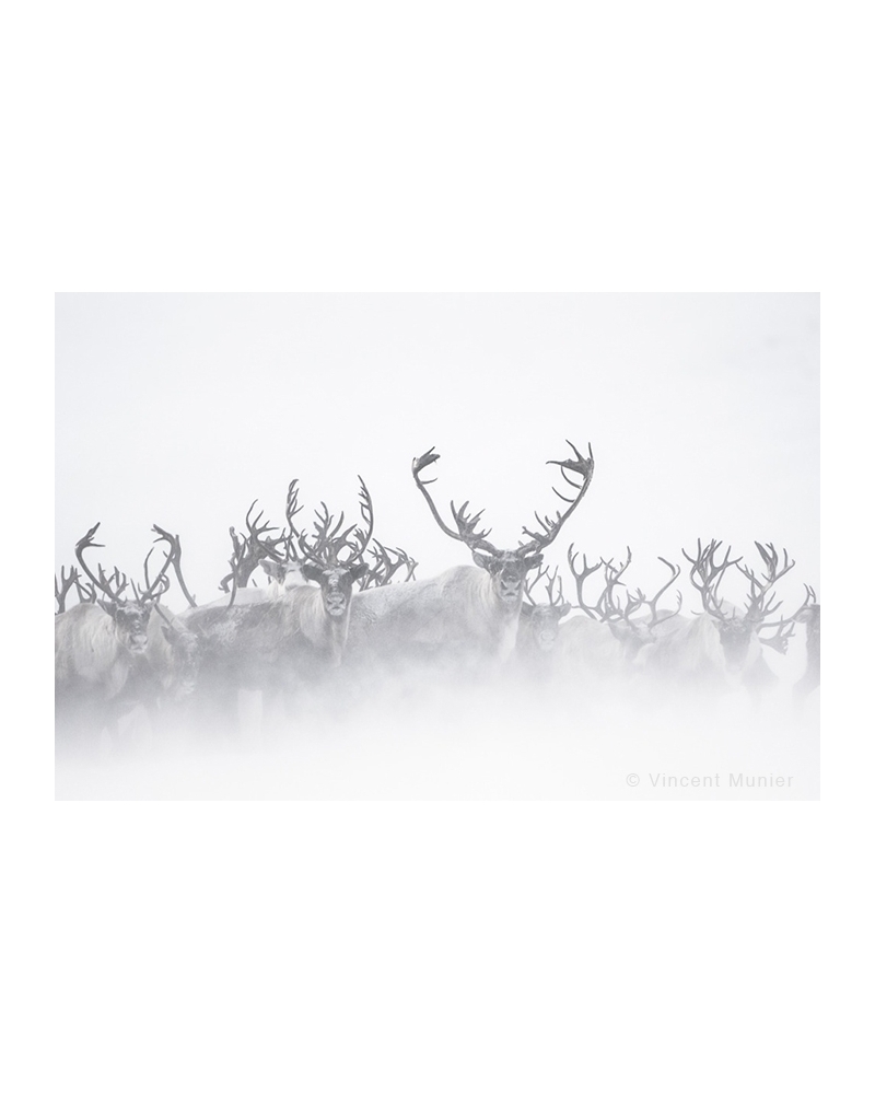 VMKA41017 Reindeer herd, fog