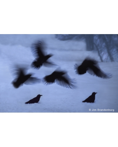 NW712 Blurred ravens