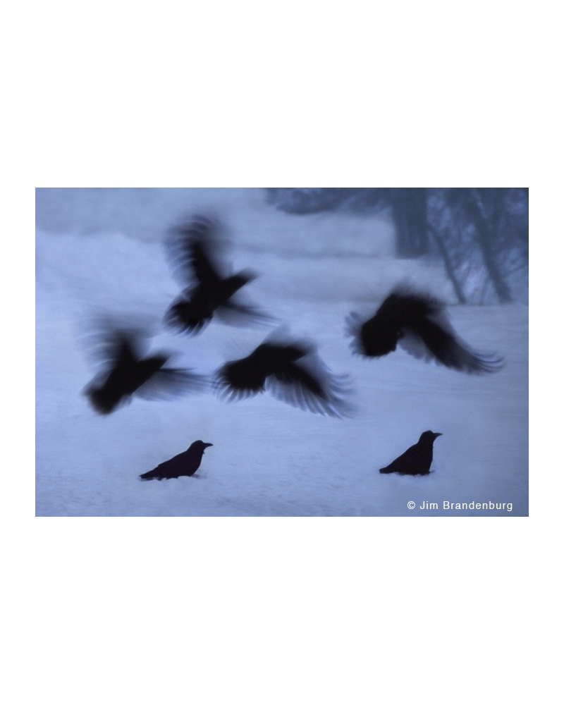 NW712 Blurred ravens