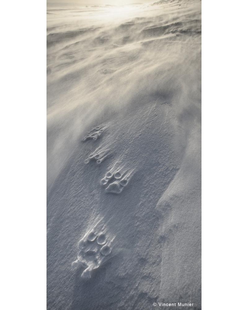 VMSOV39 Empreintes de loup arctique, Canada.