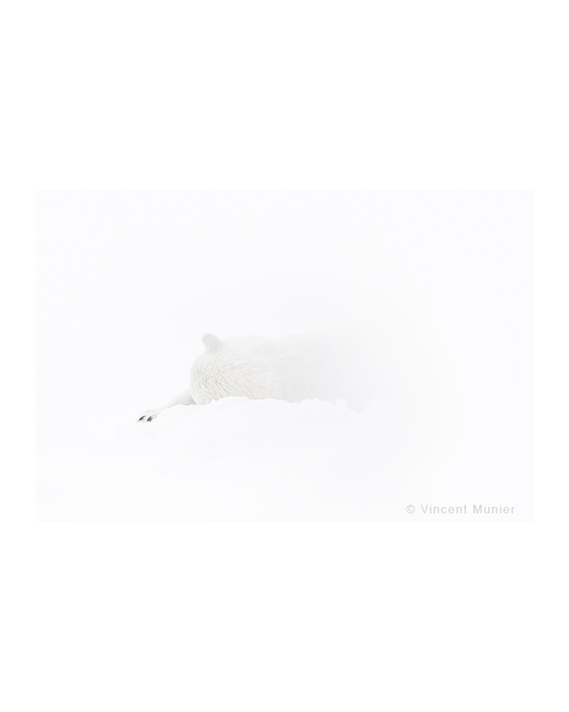 VMAR18 Bear