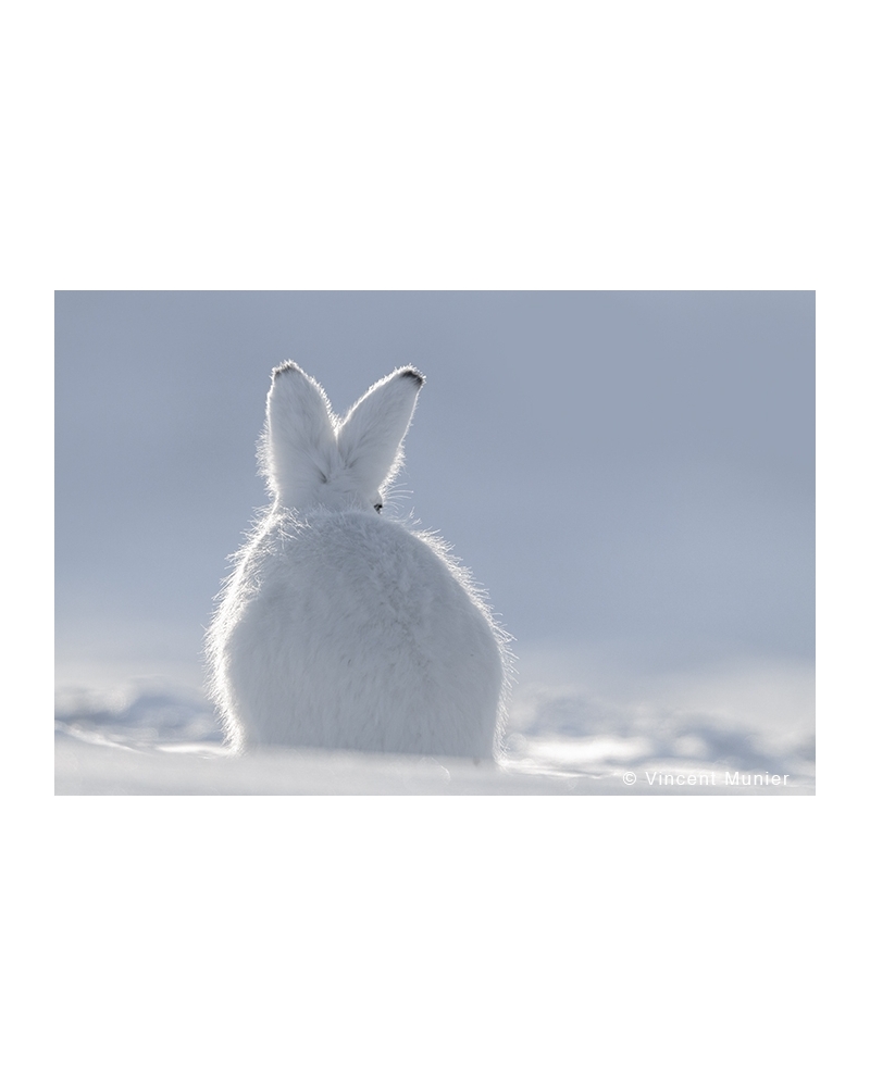 VMAR105 Arctic hare
