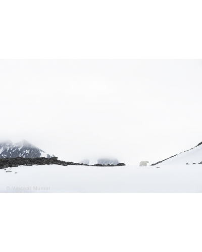 VMAR168 Ours polaire