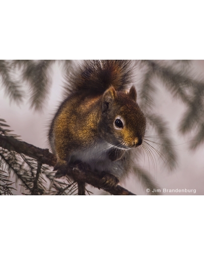 JBS4 Red squirrel