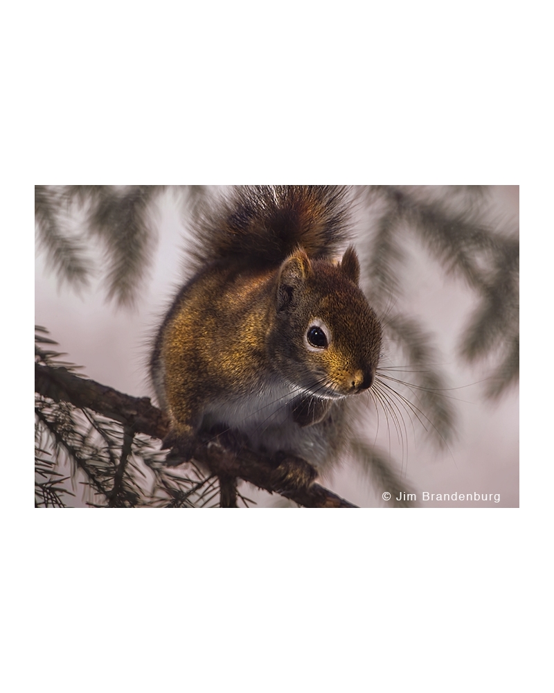 JBS4 Red squirrel