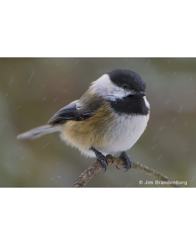 JBS8 Black capped chickadee