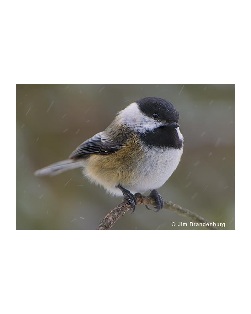 JBS8 Black capped chickadee