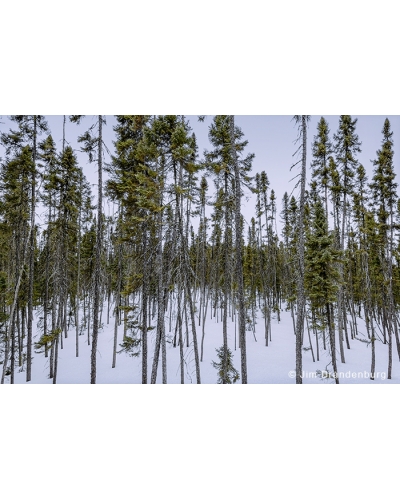 JBS12 Taiga black spruce