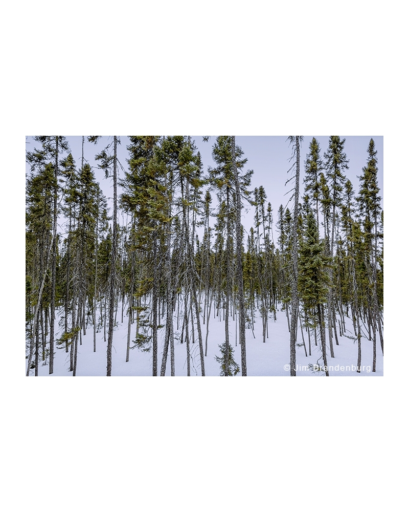 JBS12 Taiga black spruce