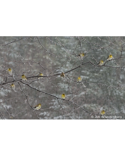 JBS13 Goldfinches in snowfall