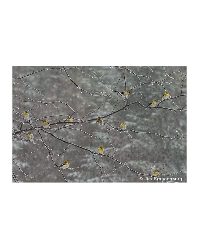 JBS13 Goldfinches in snowfall