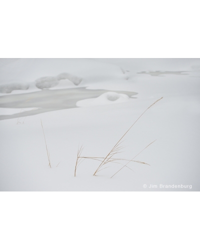 JBS16 Grass in snow
