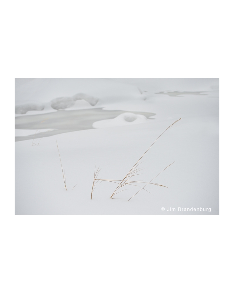 JBS16 Grass in snow