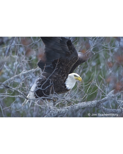 JBS17 Bald eagle