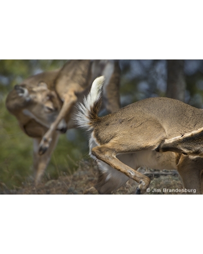 JBS20 White-tailed deer