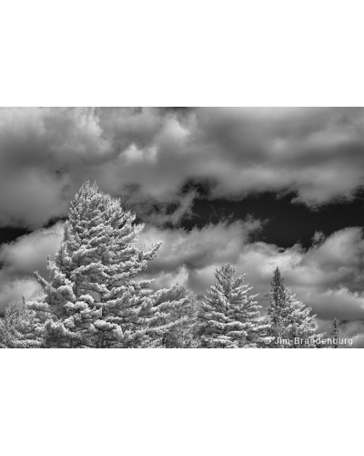 JBS22 White pines clouds infra-red