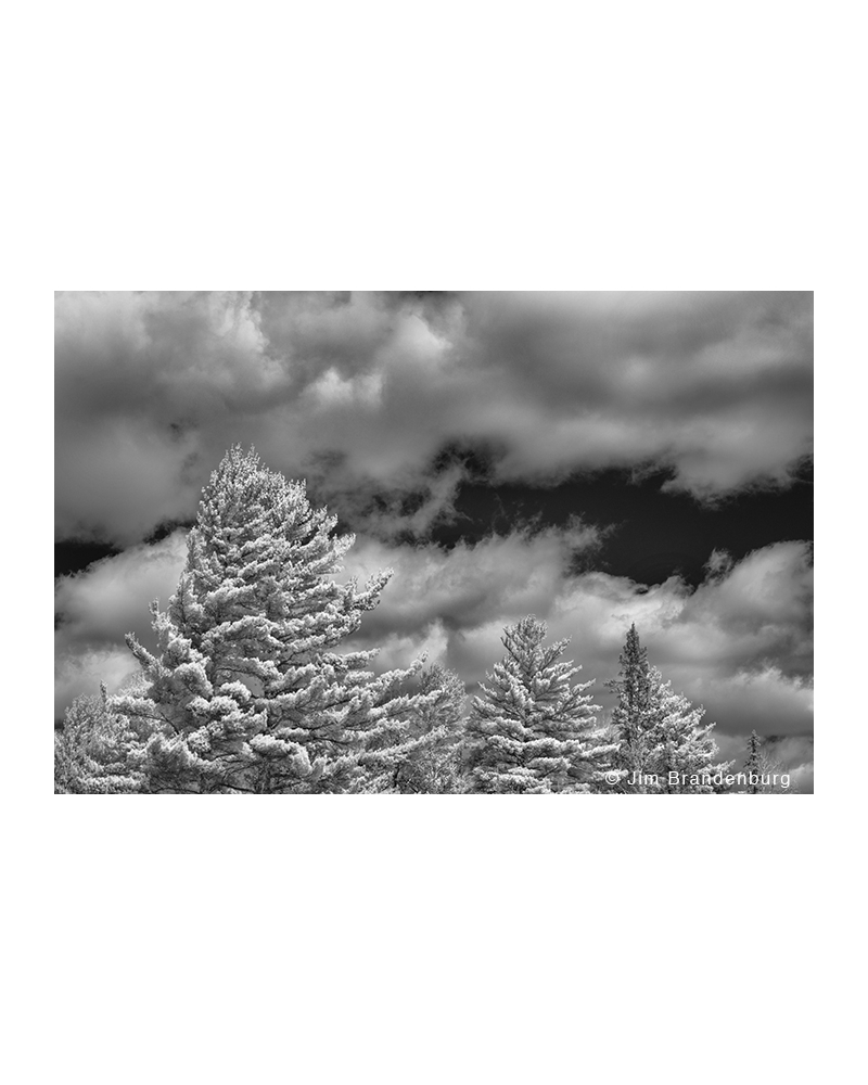 JBS22 White pines clouds infra-red