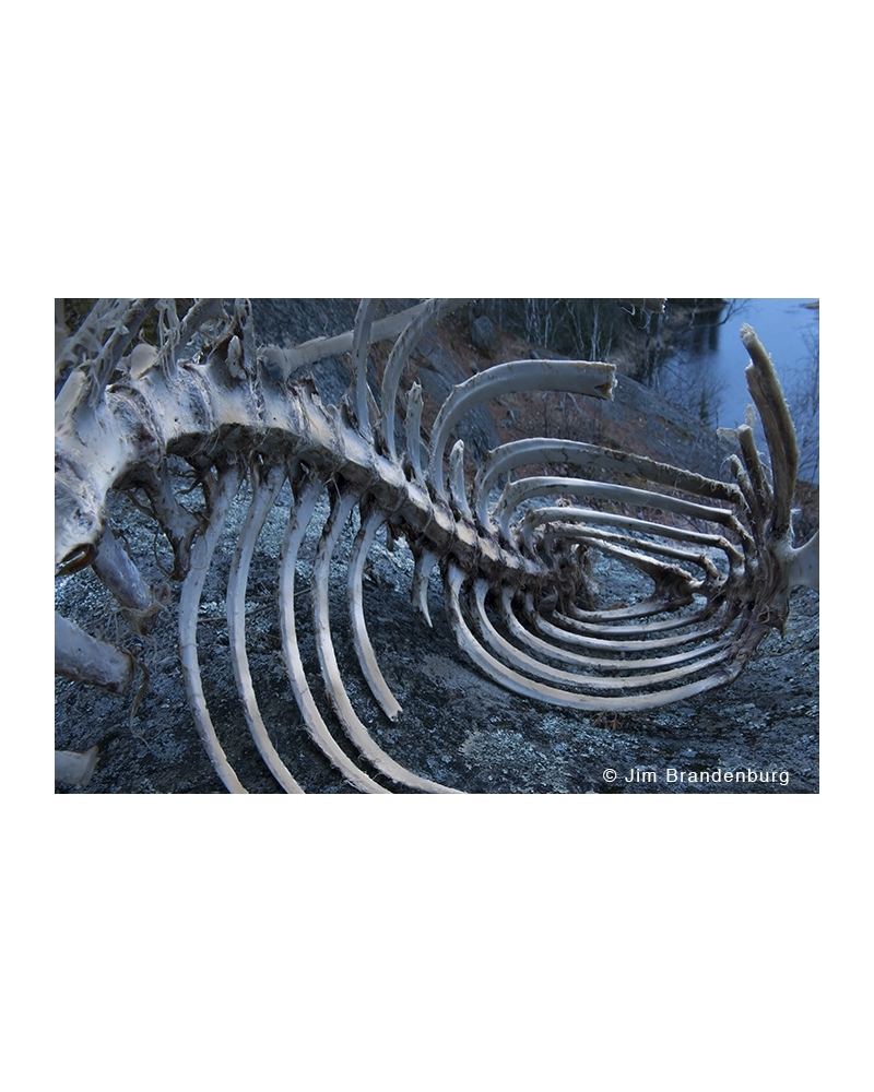 JBS63 Deer skeleton