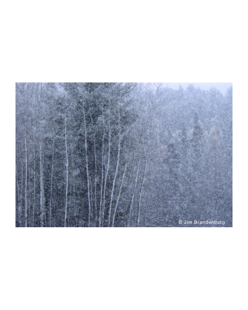 Photo art NW720 Snow ghost trees by Jim Brandenburg
