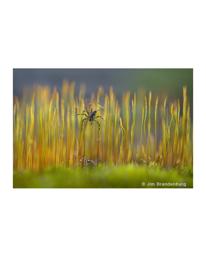 JBS67 Spider in moss