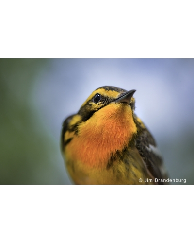 JBS80 Blackburnian warbler