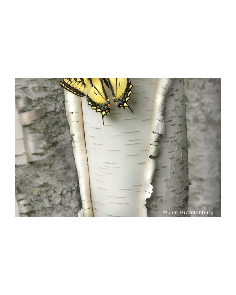 JBS84 Swallowtail butterfly