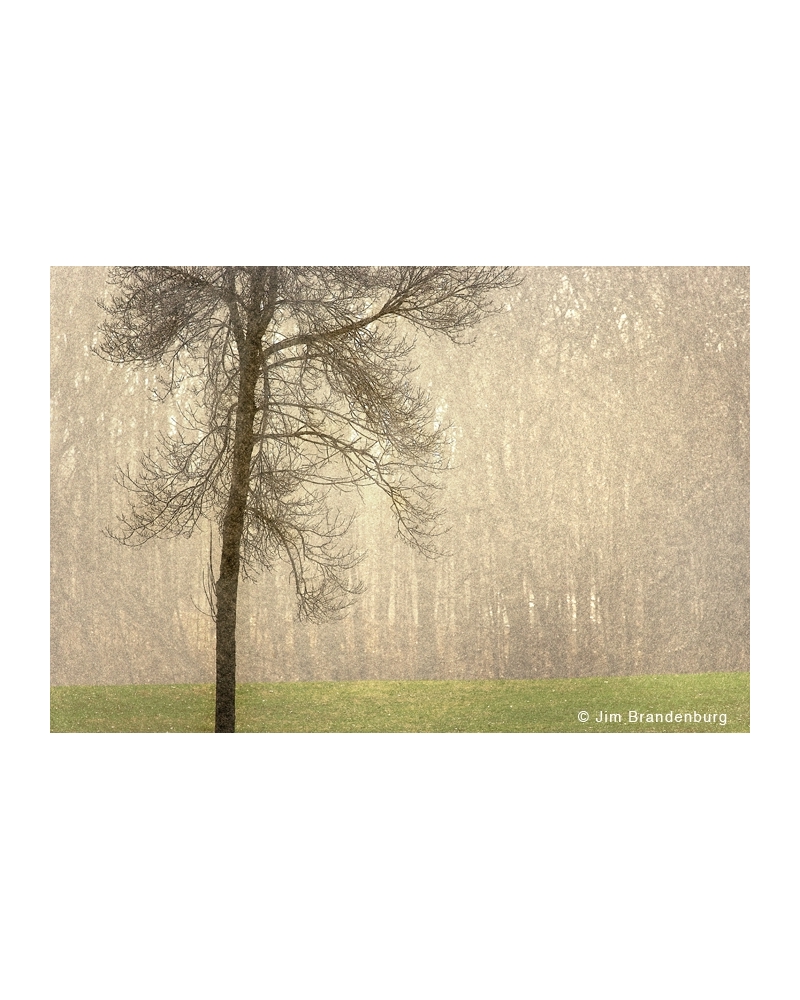 NW722 Rain yard tree