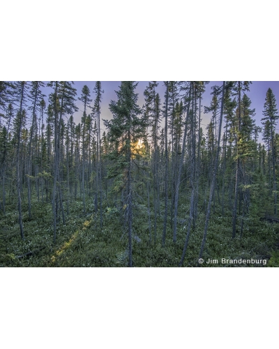 JBS86 Black spruce forest