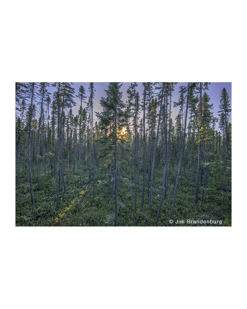 JBS86 Black spruce forest
